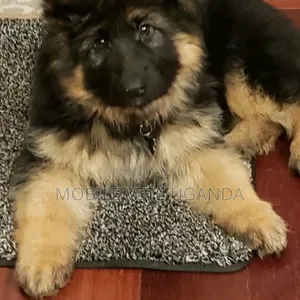 3-6 months Male Purebred German Shepherd