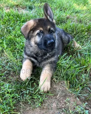 1-3 months Male Purebred German Shepherd