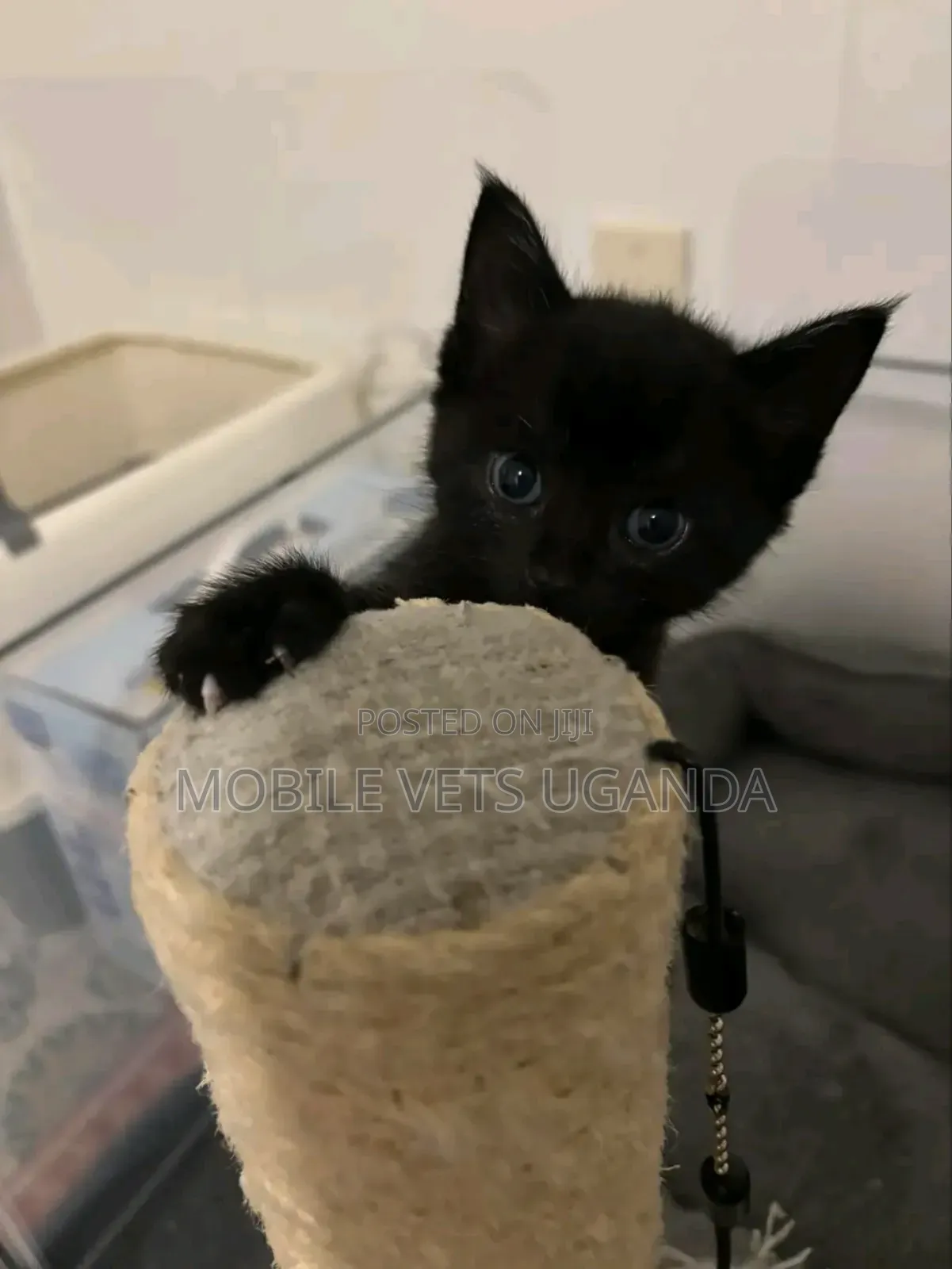 1-3 months Female Purebred Korat