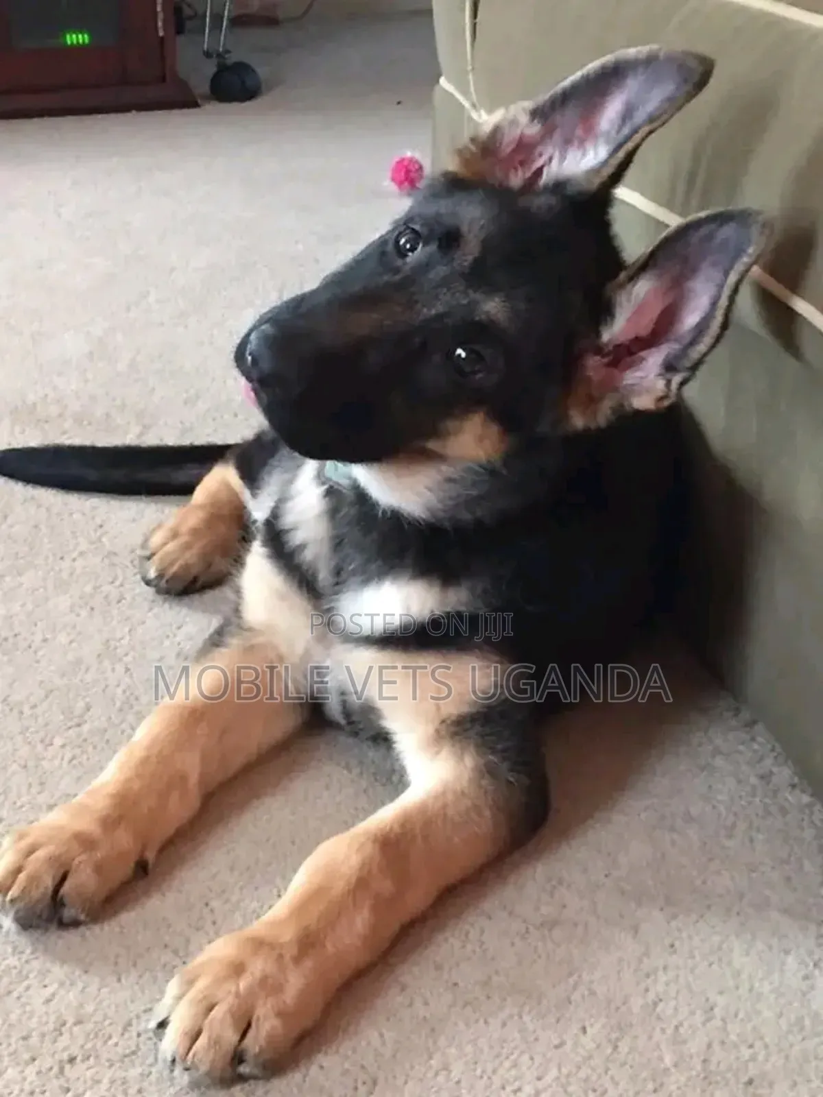 3-6 months Female Purebred German Shepherd