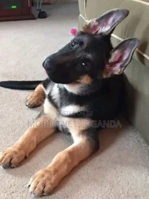3-6 months Female Purebred German Shepherd