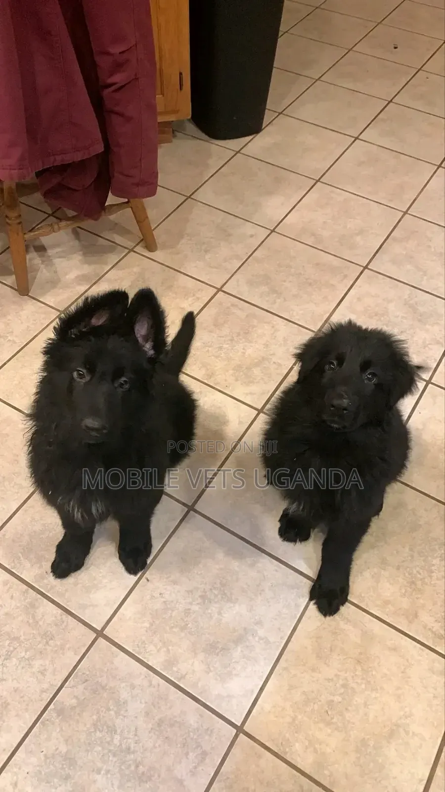 3-6 months Female Purebred German Shepherd