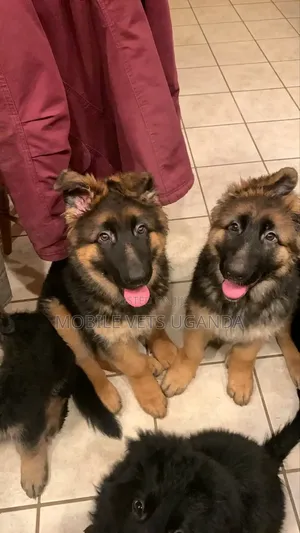 3-6 months Male Purebred German Shepherd