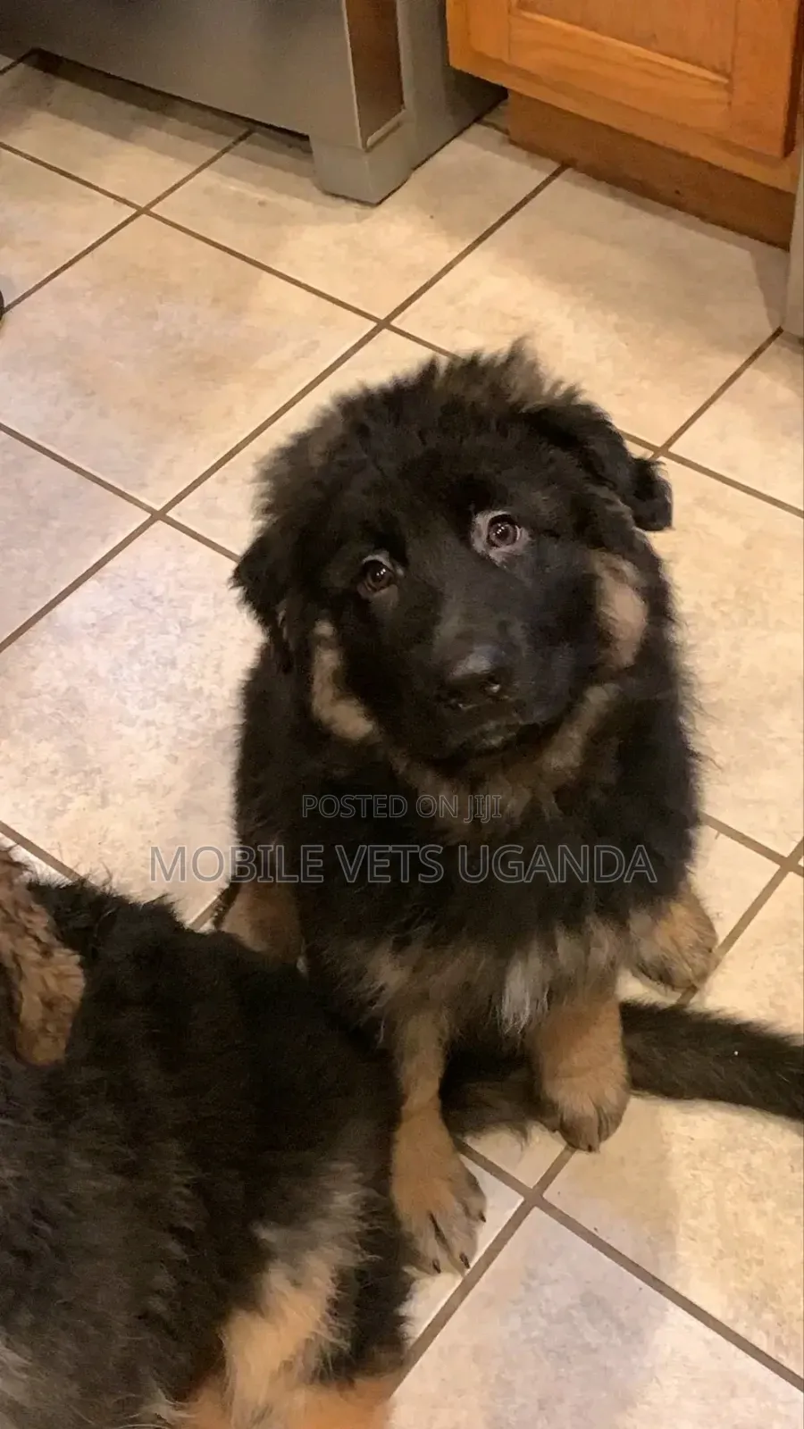 3-6 months Male Purebred German Shepherd