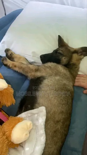 3-6 months Female Purebred German Shepherd