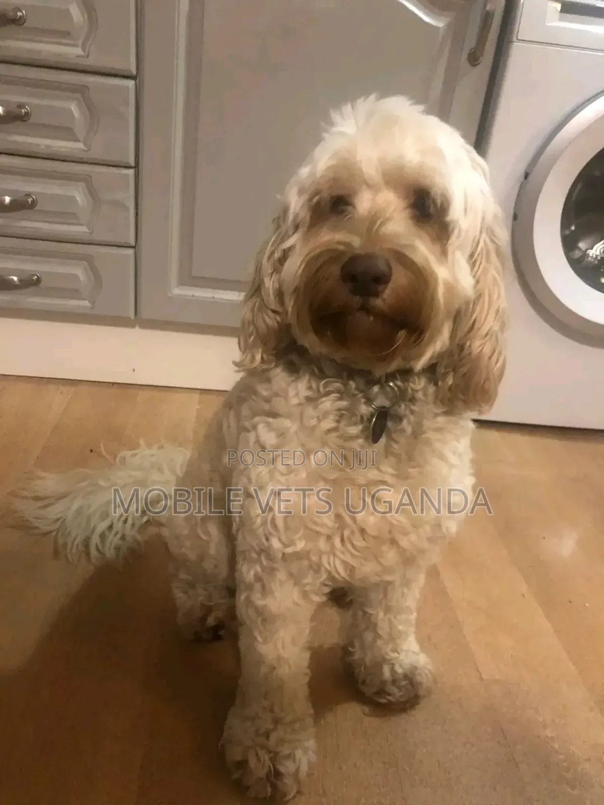 3-6 months Female Purebred Maltese
