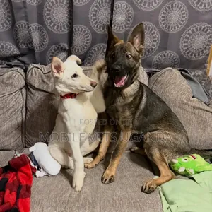 3-6 months Male Purebred German Shepherd