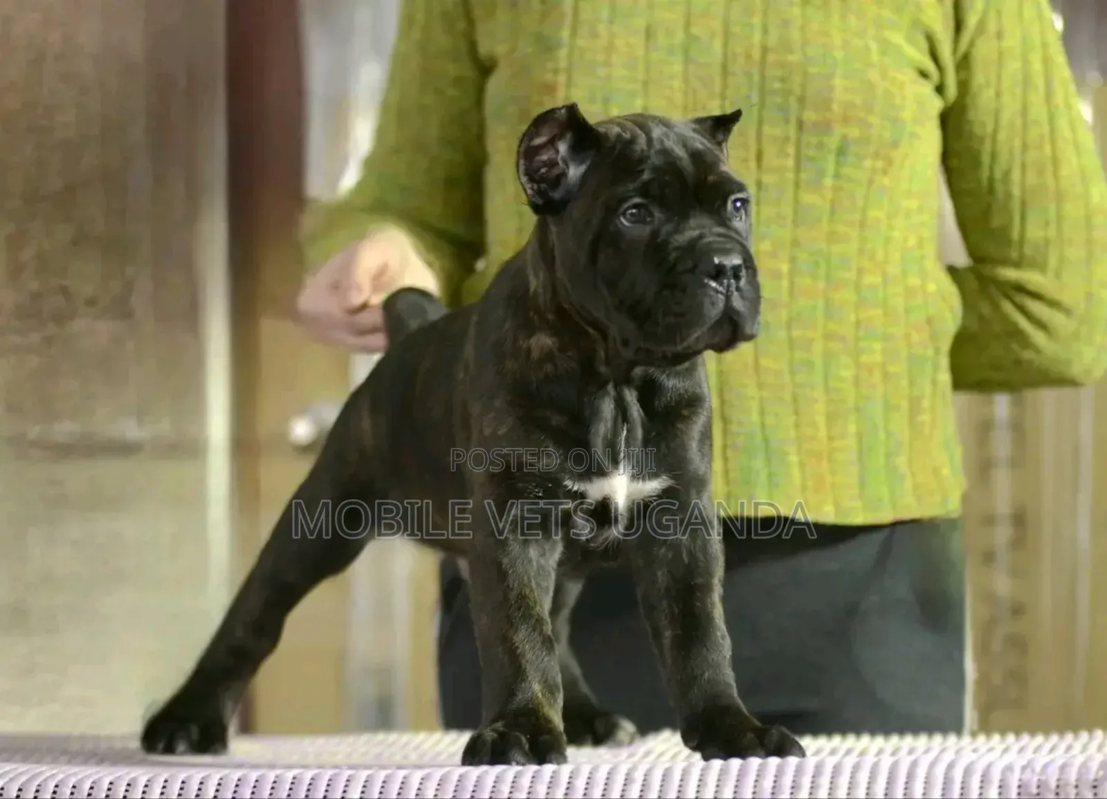 1-3 months Male Purebred Bullmastiff