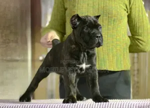 1-3 months Male Purebred Bullmastiff