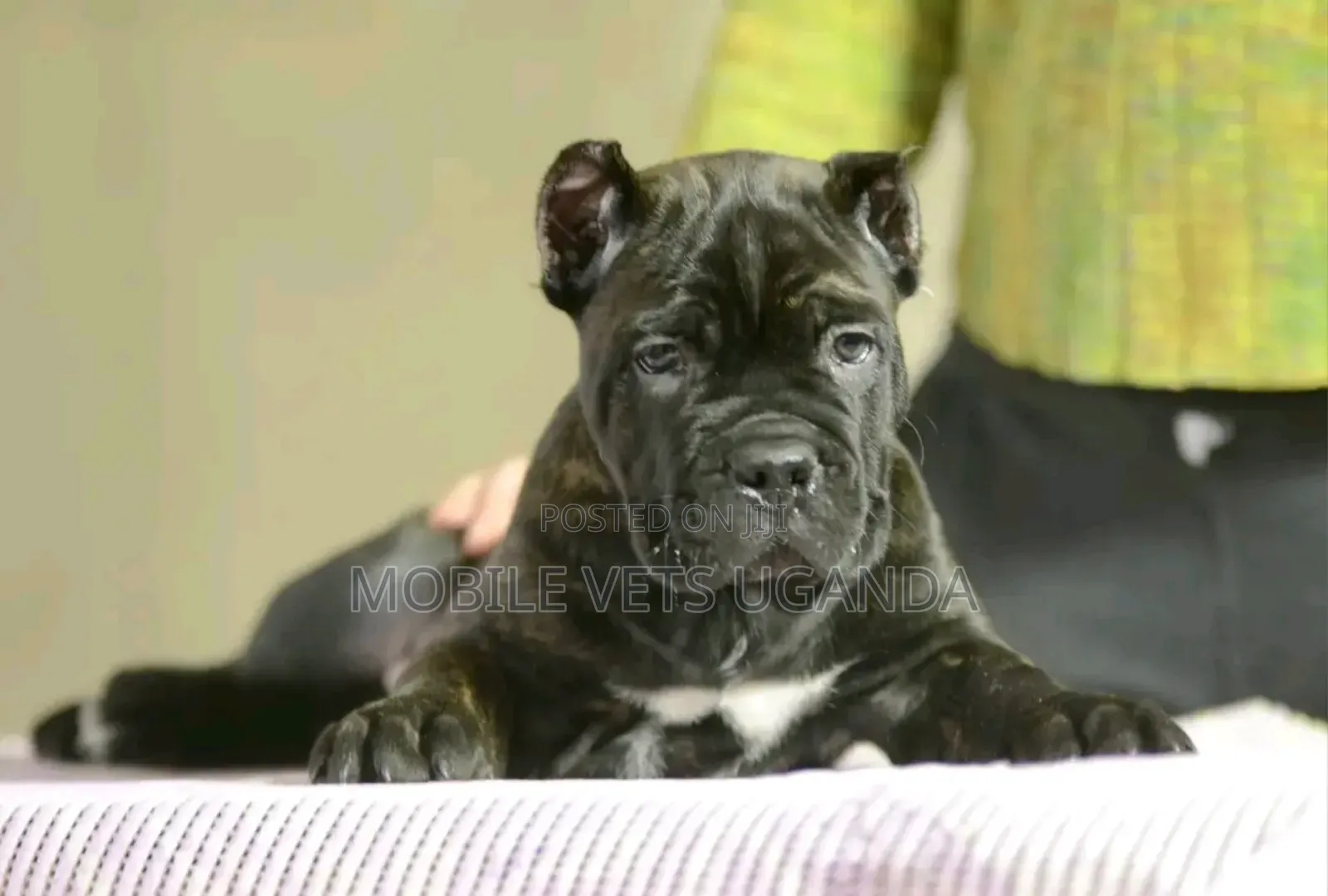 1-3 months Male Purebred Neapolitan Mastiff