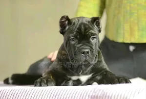 1-3 months Male Purebred Neapolitan Mastiff