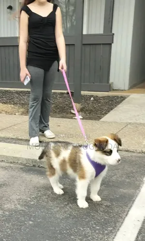 3-6 months Male Purebred Finnish Spitz