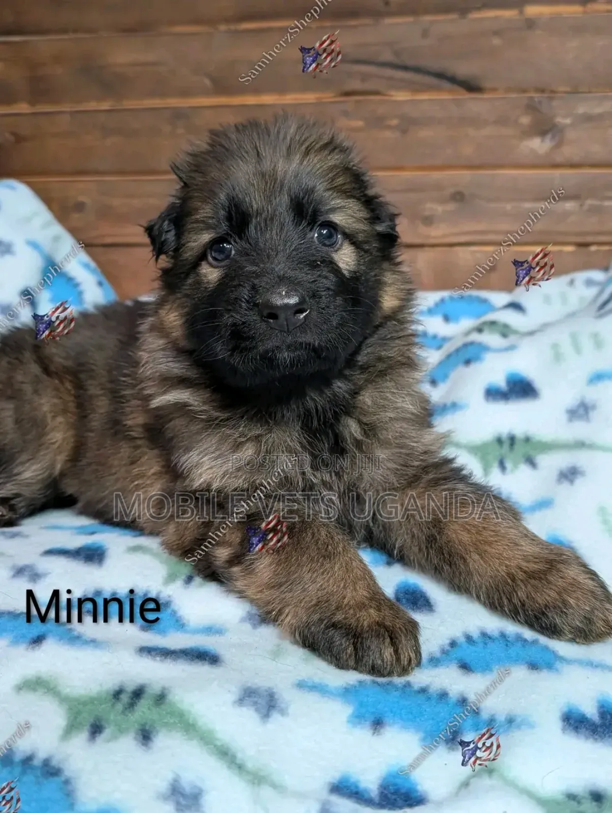 0-1 month Male Purebred German Shepherd