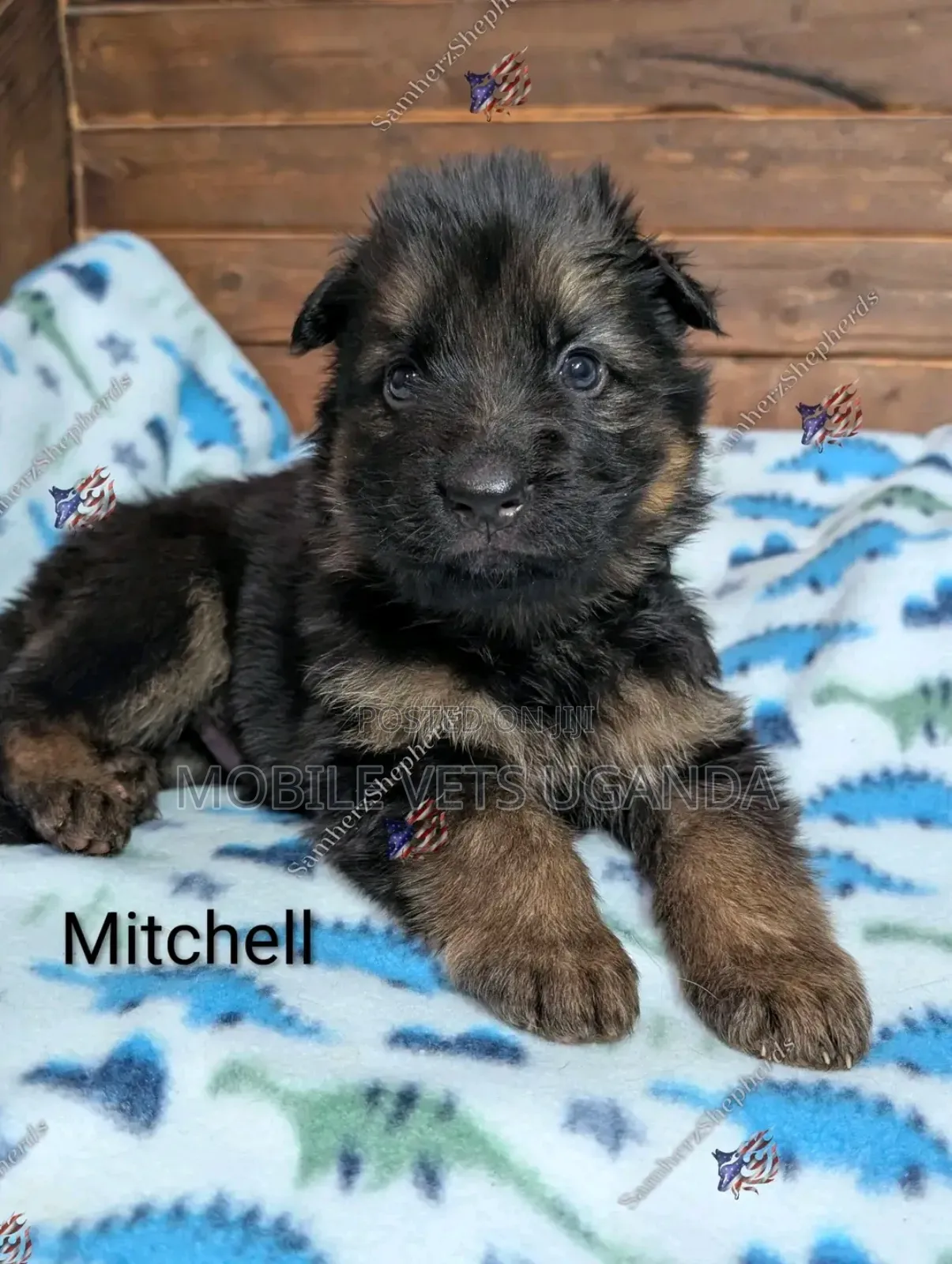 1-3 months Female Purebred German Shepherd