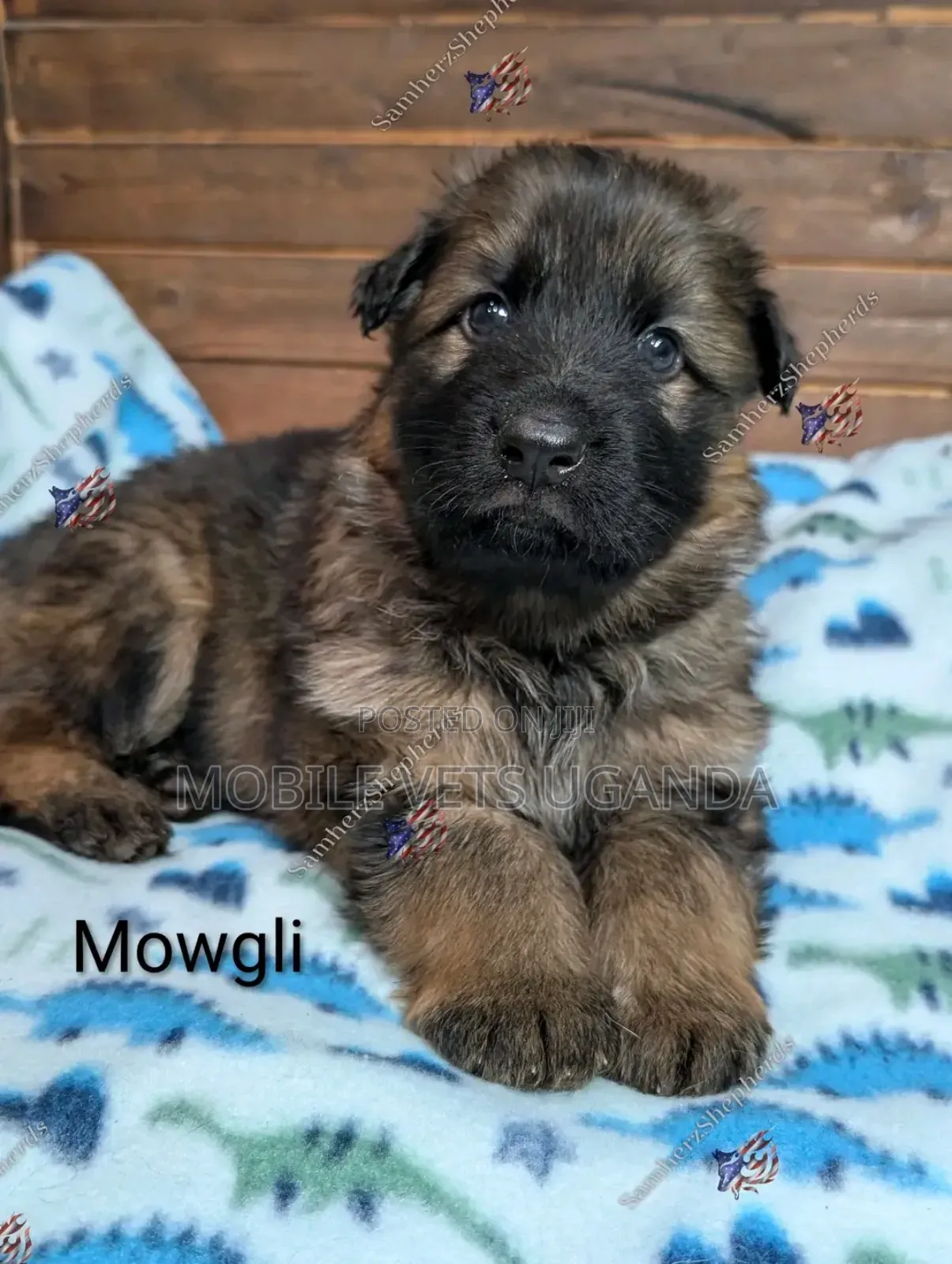 1-3 months Male Purebred German Shepherd