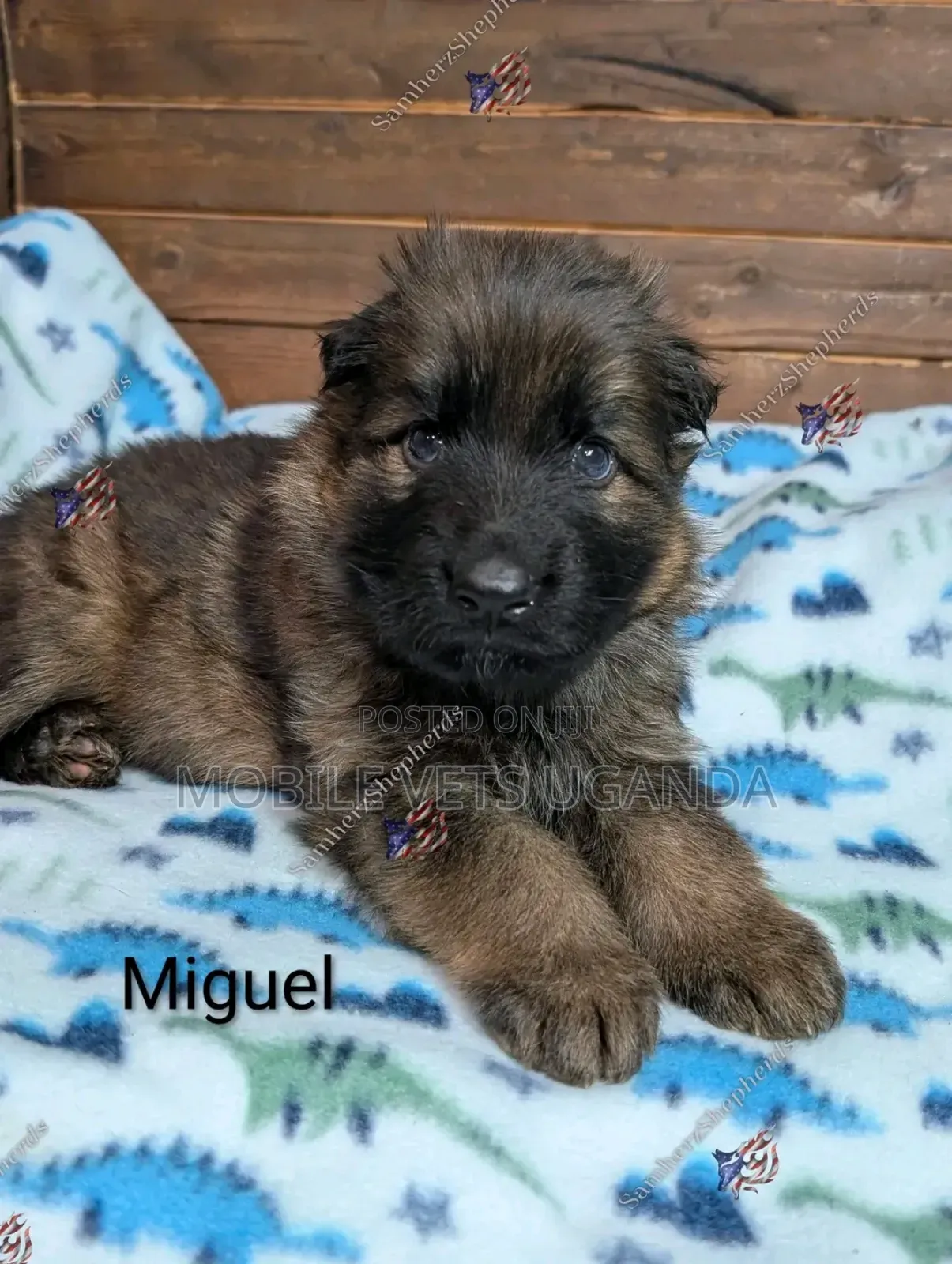 3-6 months Female Purebred German Shepherd