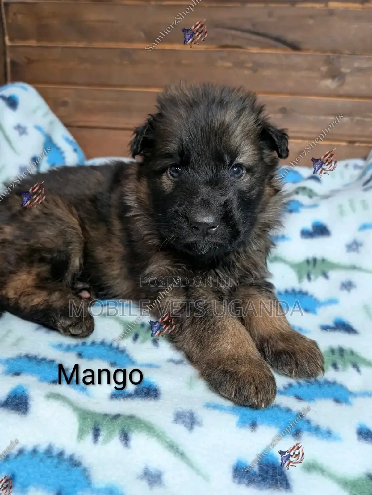 1-3 months Female Purebred German Shepherd
