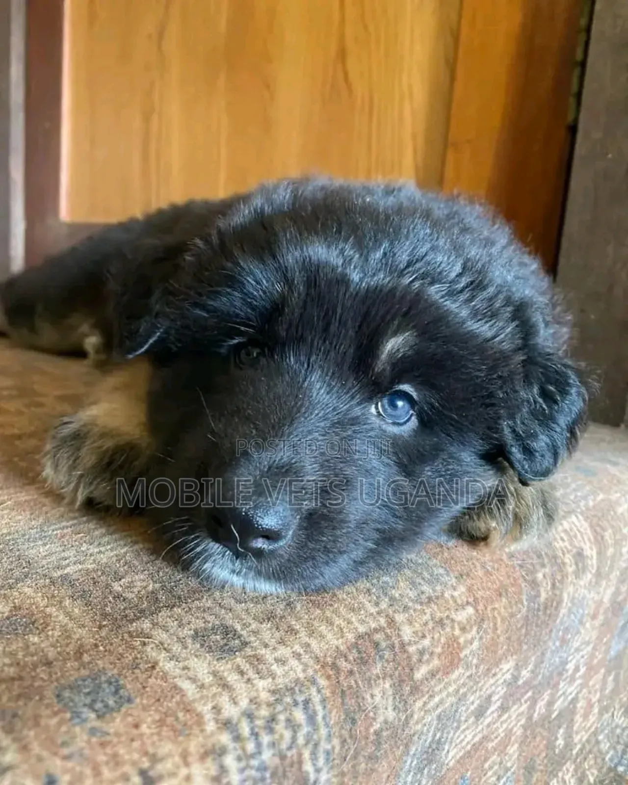1-3 months Male Purebred German Shepherd