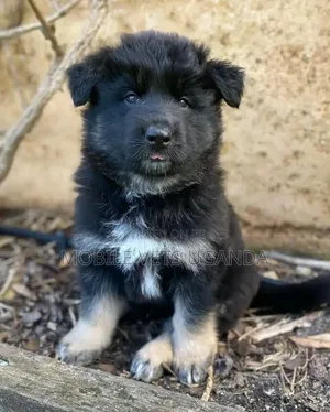 0-1 month Female Purebred German Shepherd