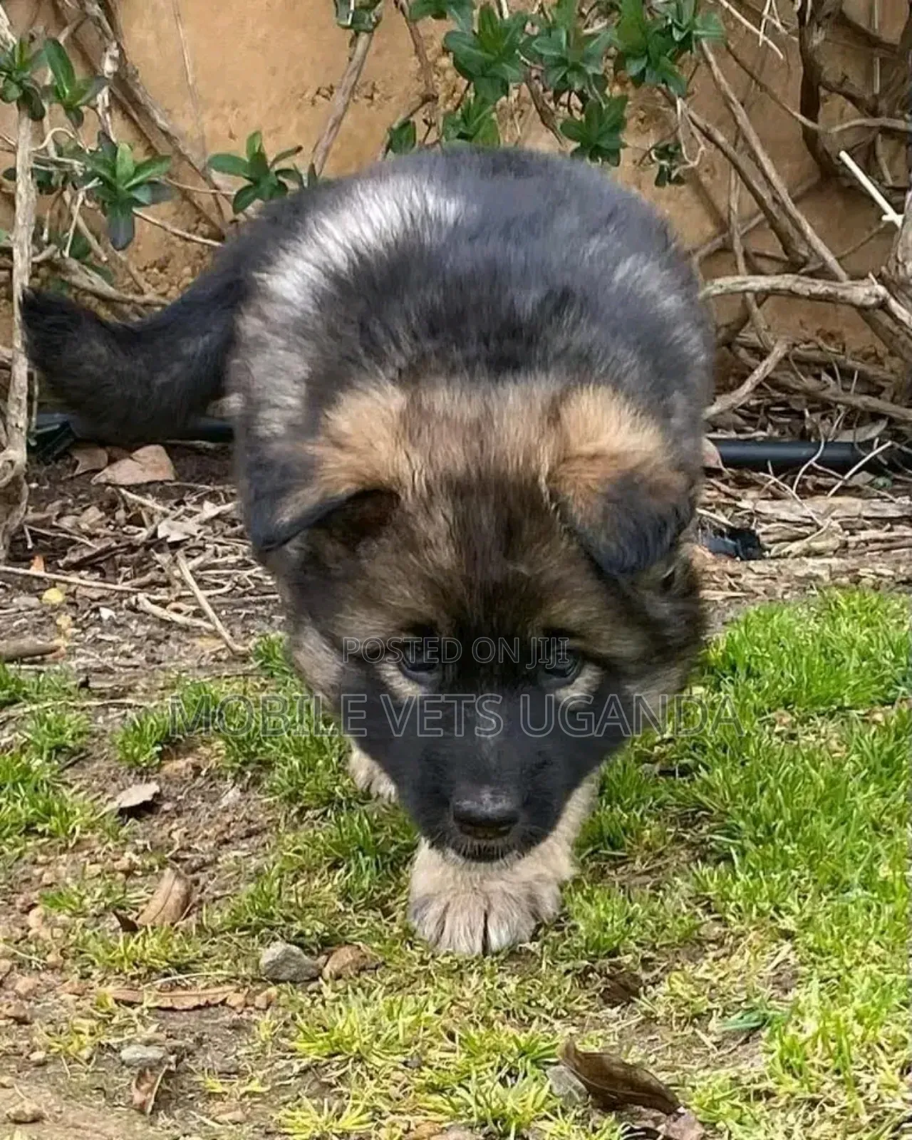 1-3 months Male Purebred German Shepherd