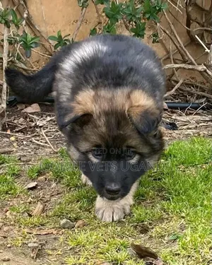 1-3 months Male Purebred German Shepherd