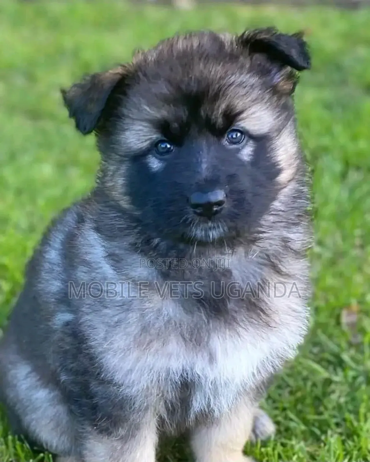 3-6 months Male Purebred German Shepherd