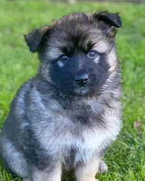 3-6 months Male Purebred German Shepherd