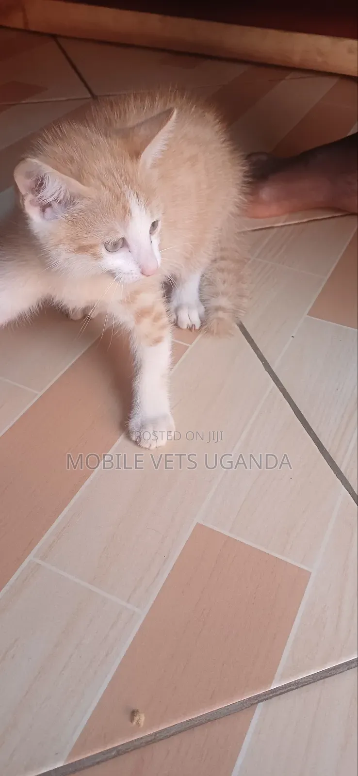 3-6 months Male Purebred Cymric
