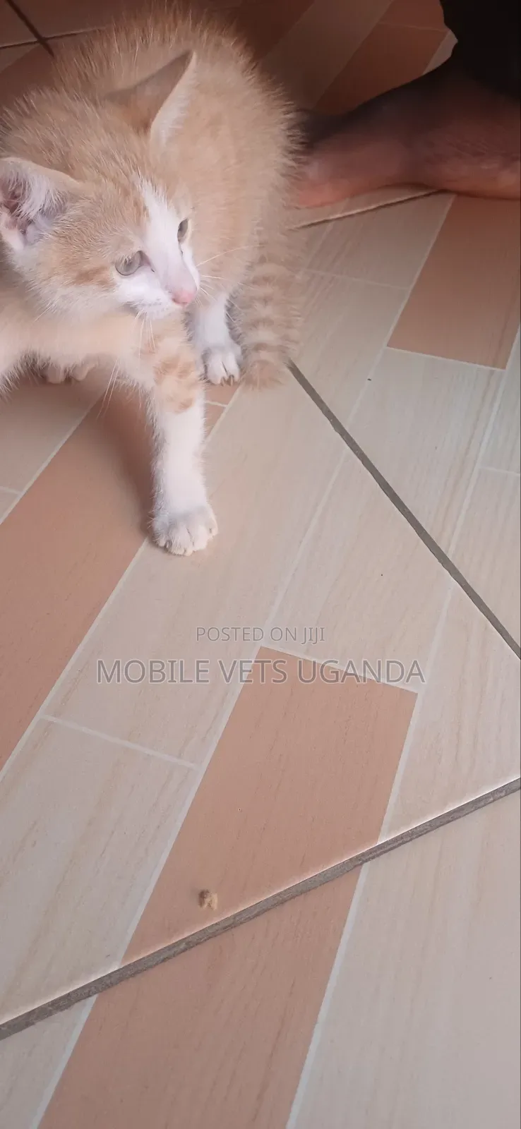 3-6 months Male Purebred Cymric