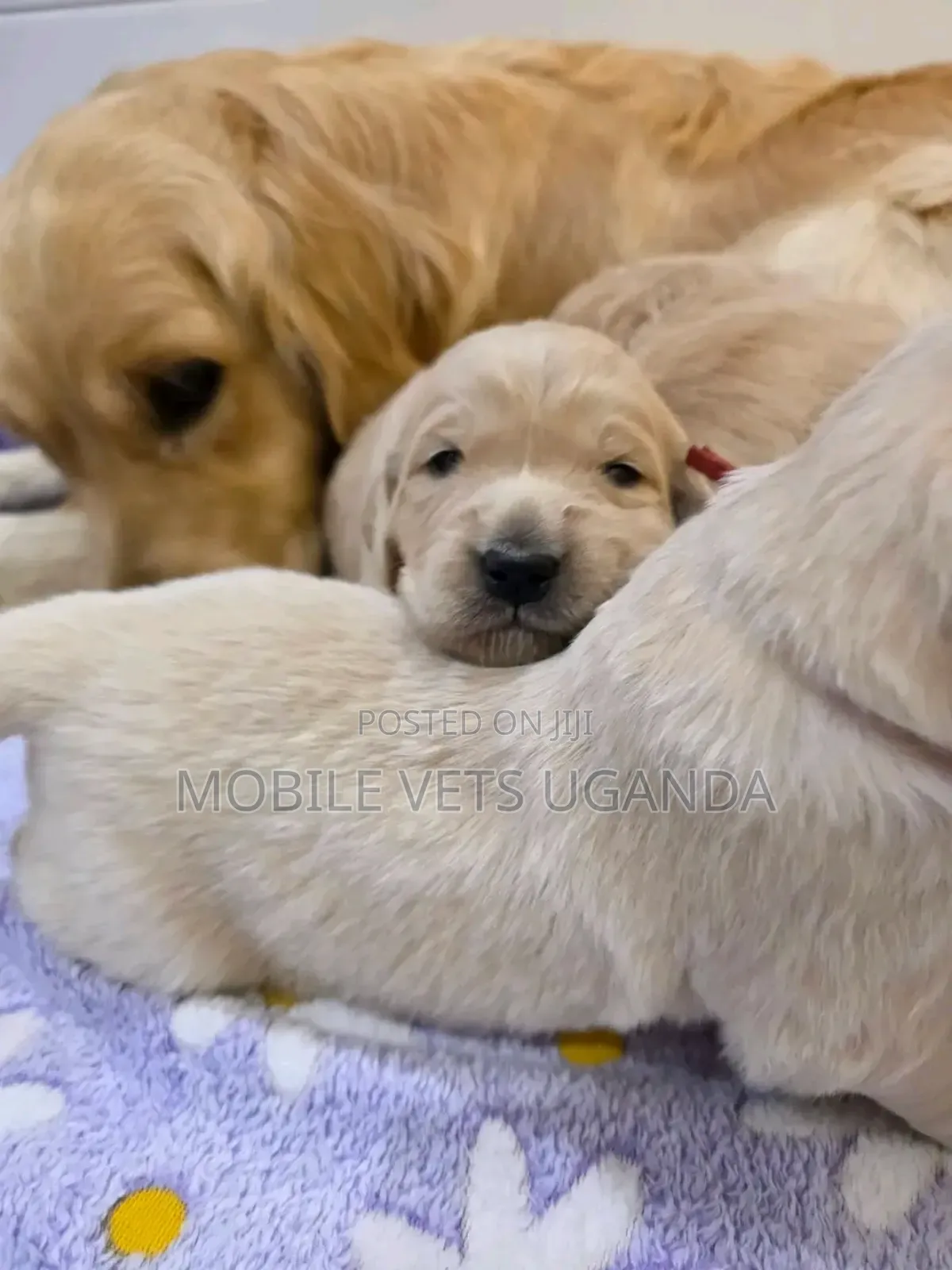 1-3 months Male Purebred Golden Retriever