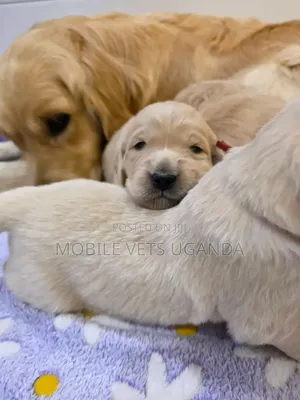 1-3 months Male Purebred Golden Retriever