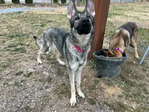 3-6 months Male Purebred German Shepherd