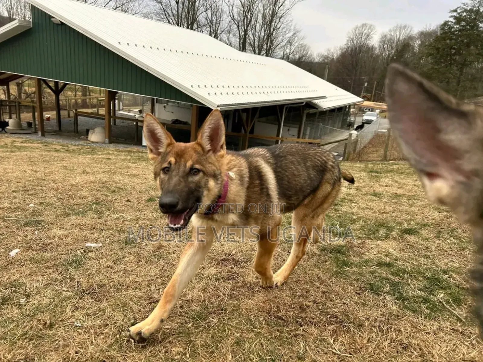 3-6 months Male Purebred German Shepherd