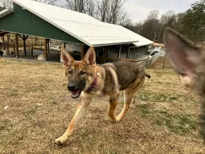 3-6 months Male Purebred German Shepherd