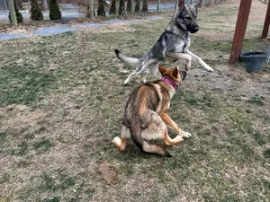 1+ year Female Purebred German Shepherd