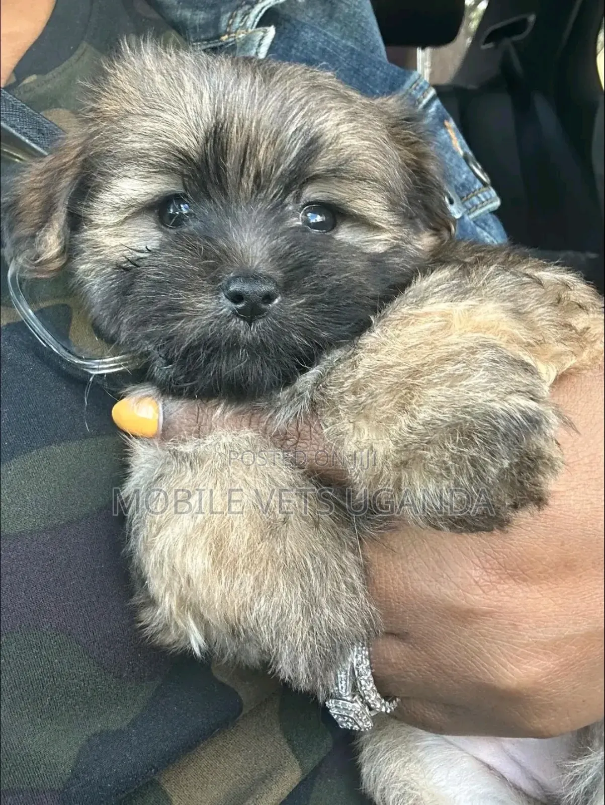 1-3 months Male Purebred Maltese