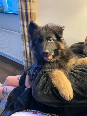 3-6 months Female Purebred German Shepherd