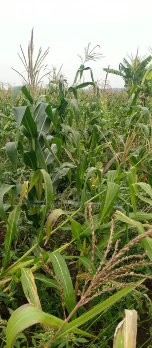 18 Acres of Land in Kamira Kikyuusa Zirobwe Road