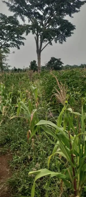 18 Acres of Land in Kamira Kikyuusa Zirobwe Road