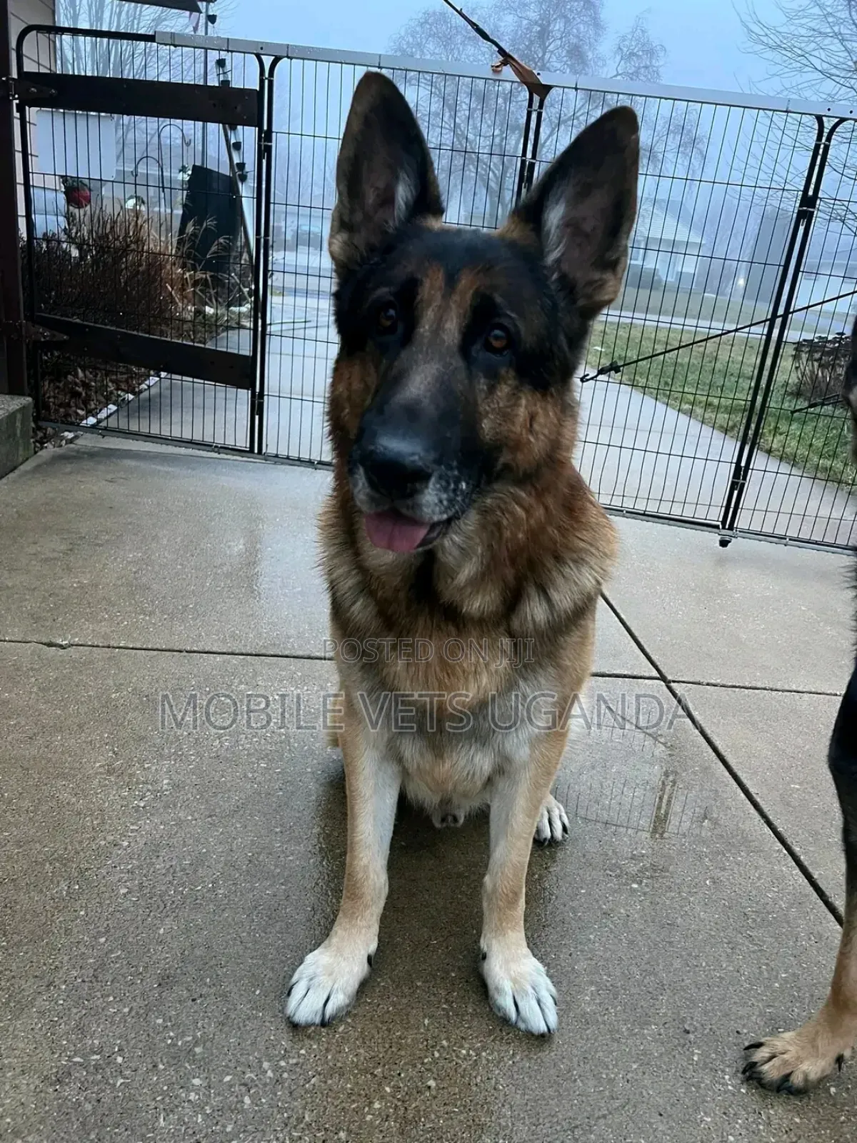 6-12 months Male Purebred German Shepherd