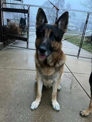 6-12 months Male Purebred German Shepherd