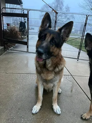 1+ year Female Purebred German Shepherd