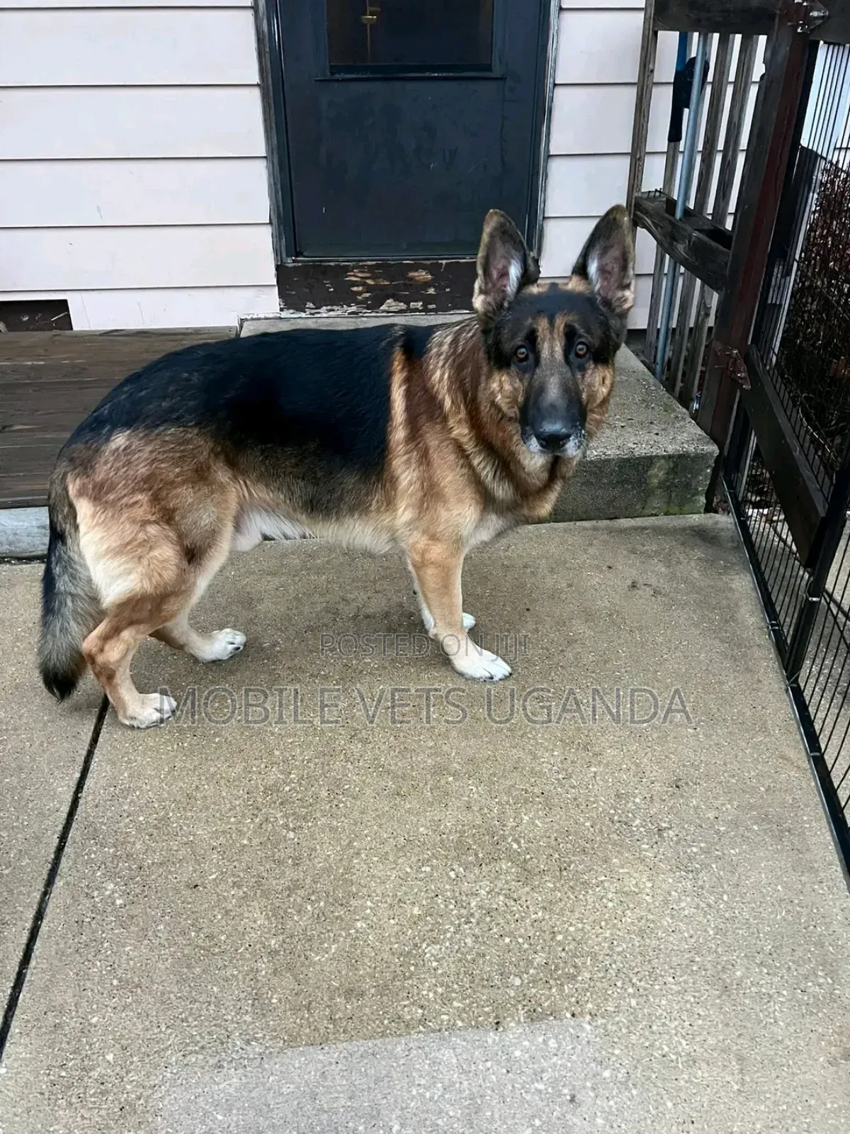 6-12 months Female Purebred German Shepherd