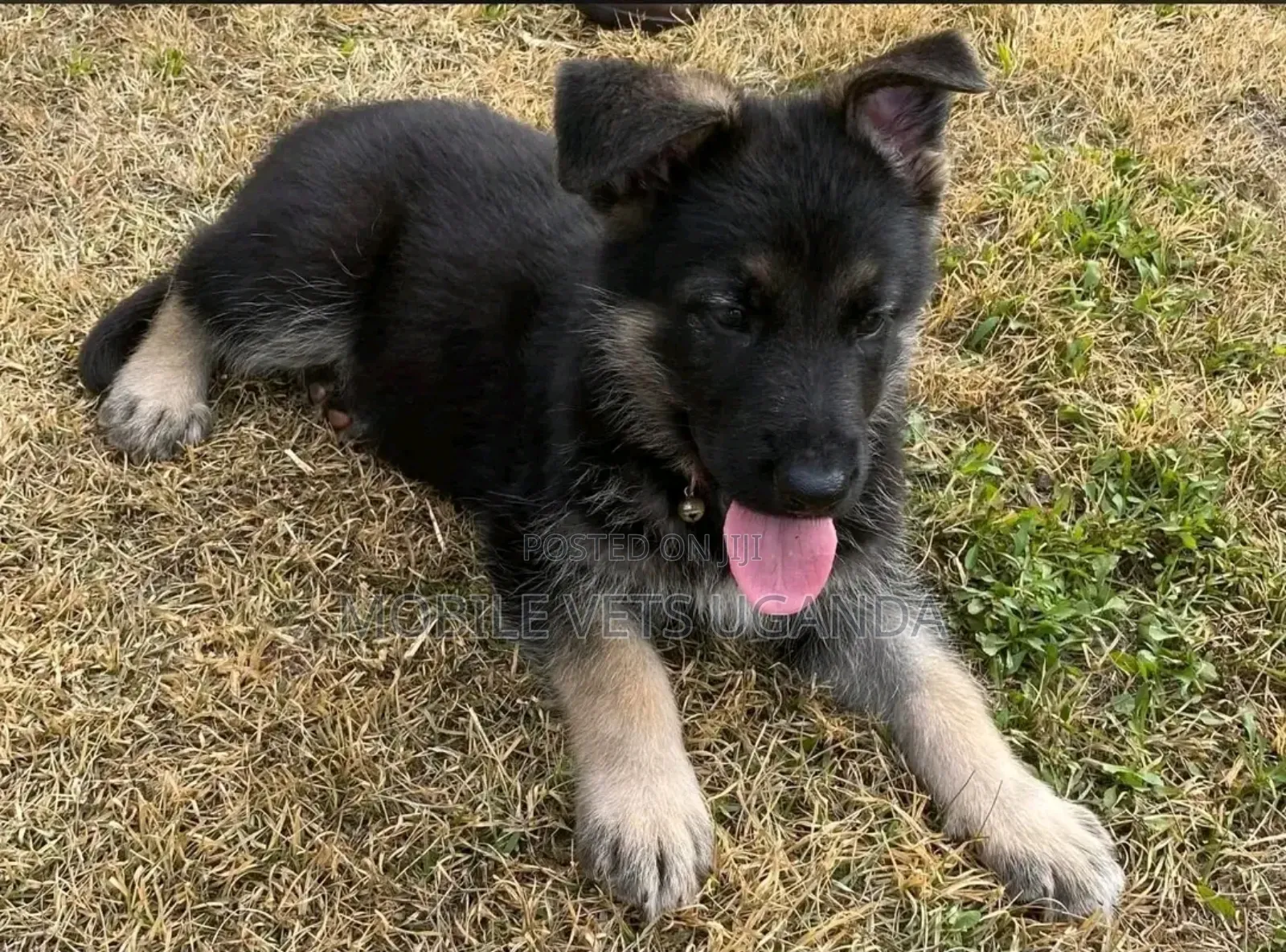 1-3 months Female Purebred German Shepherd
