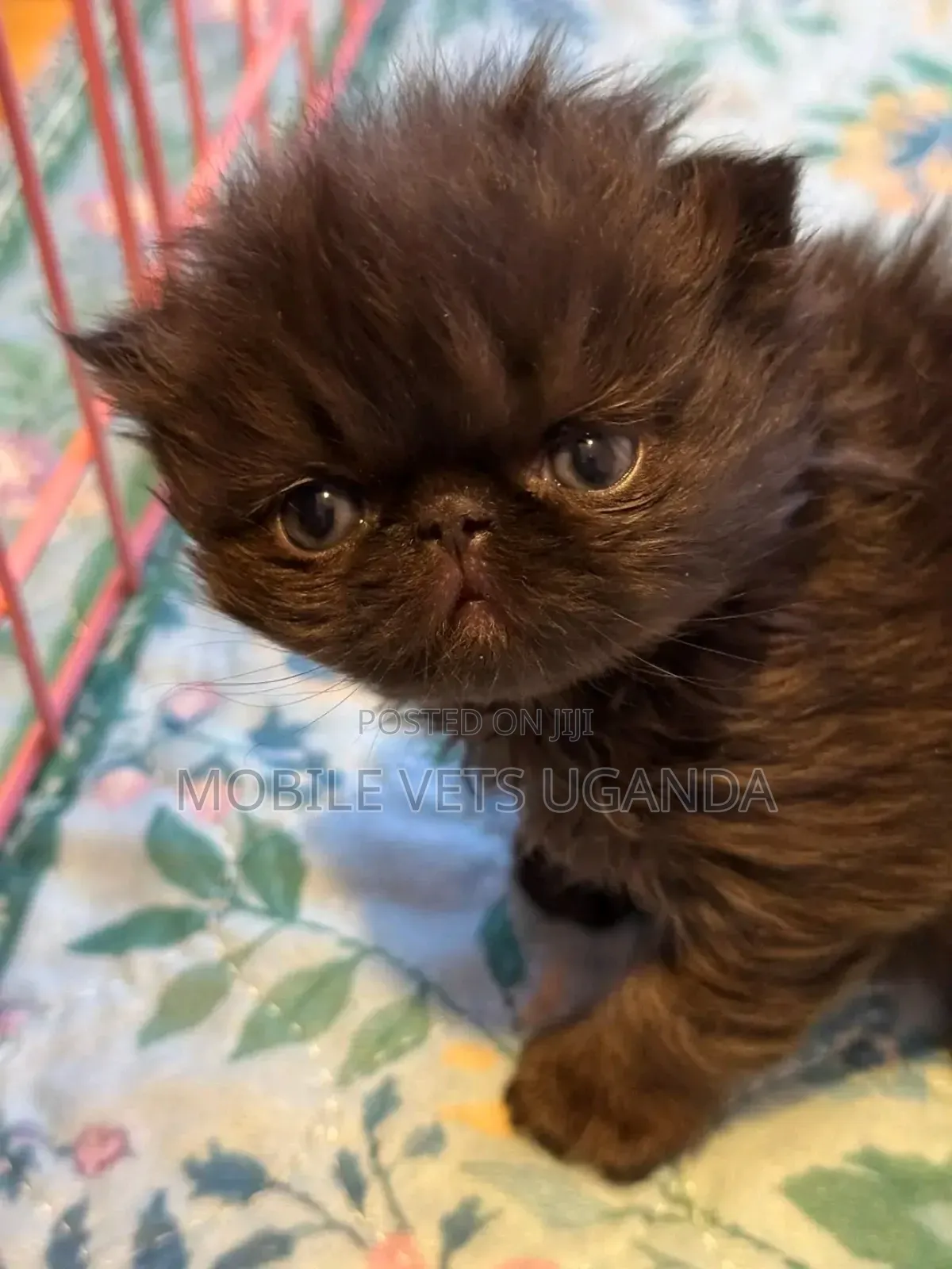 0-1 month Female Purebred Persian