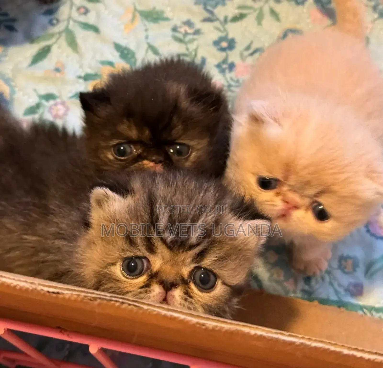 0-1 month Male Purebred Persian
