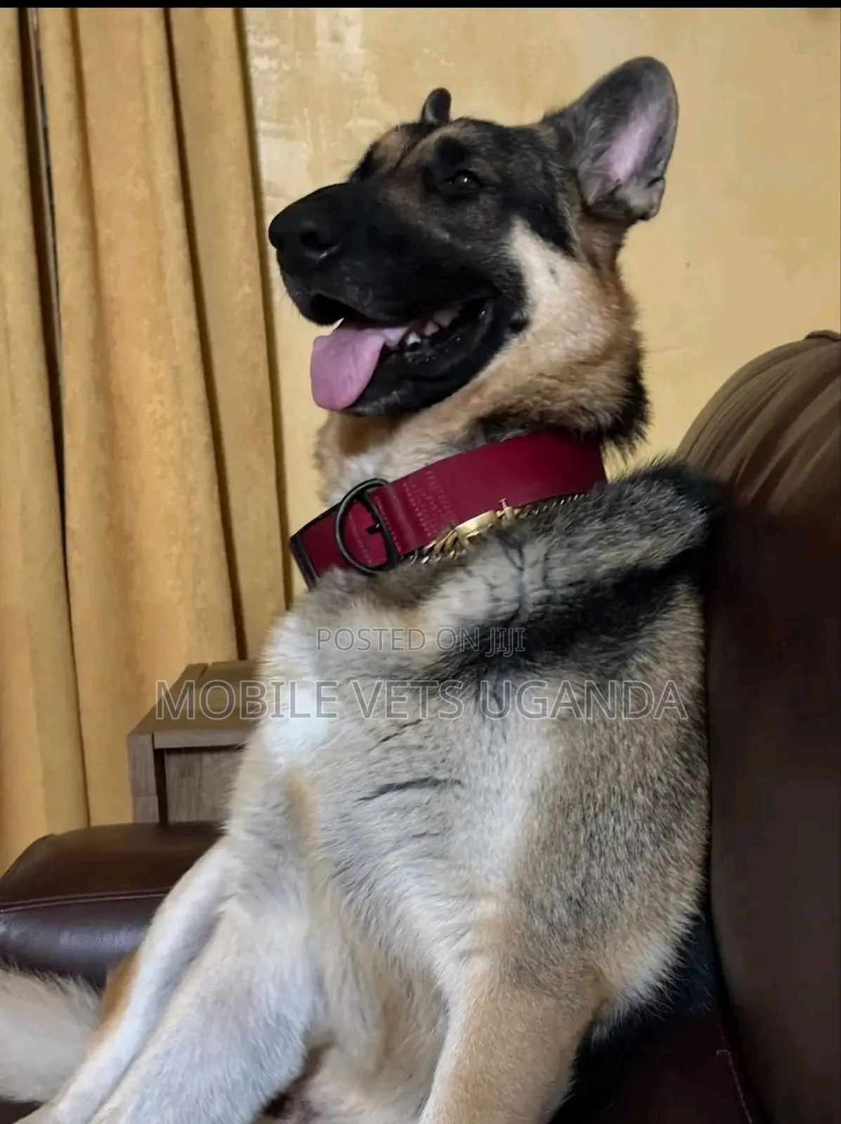 6-12 months Female Purebred German Shepherd