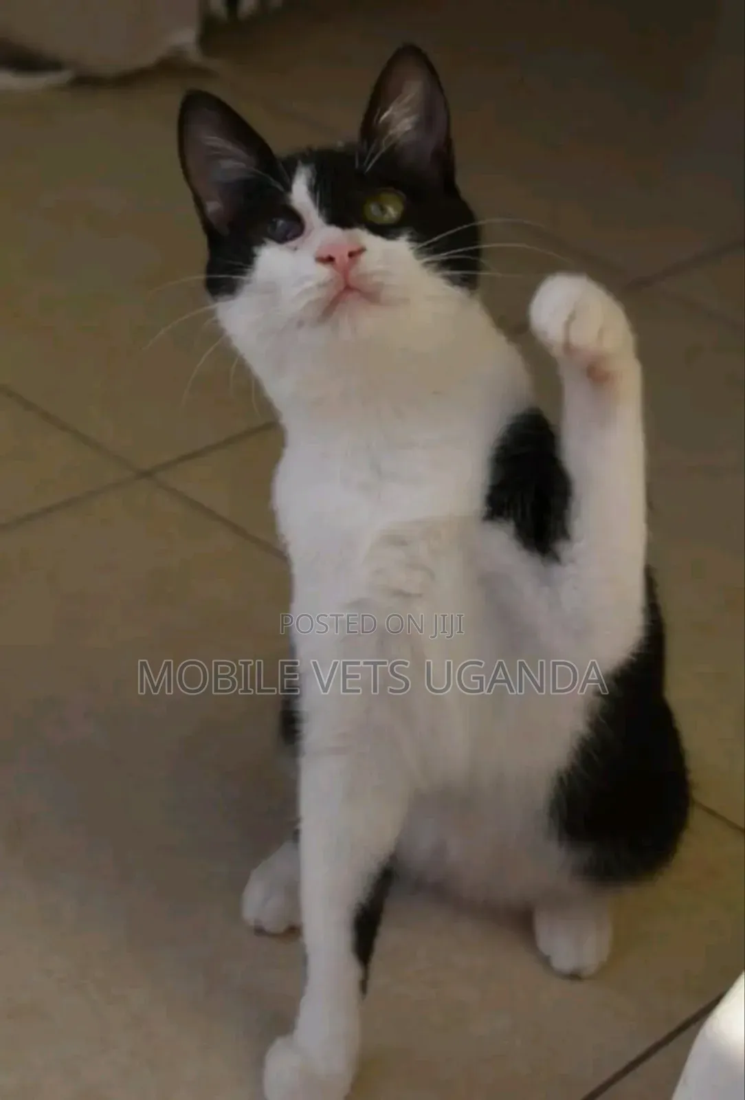 3-6 months Male Purebred Tonkinese