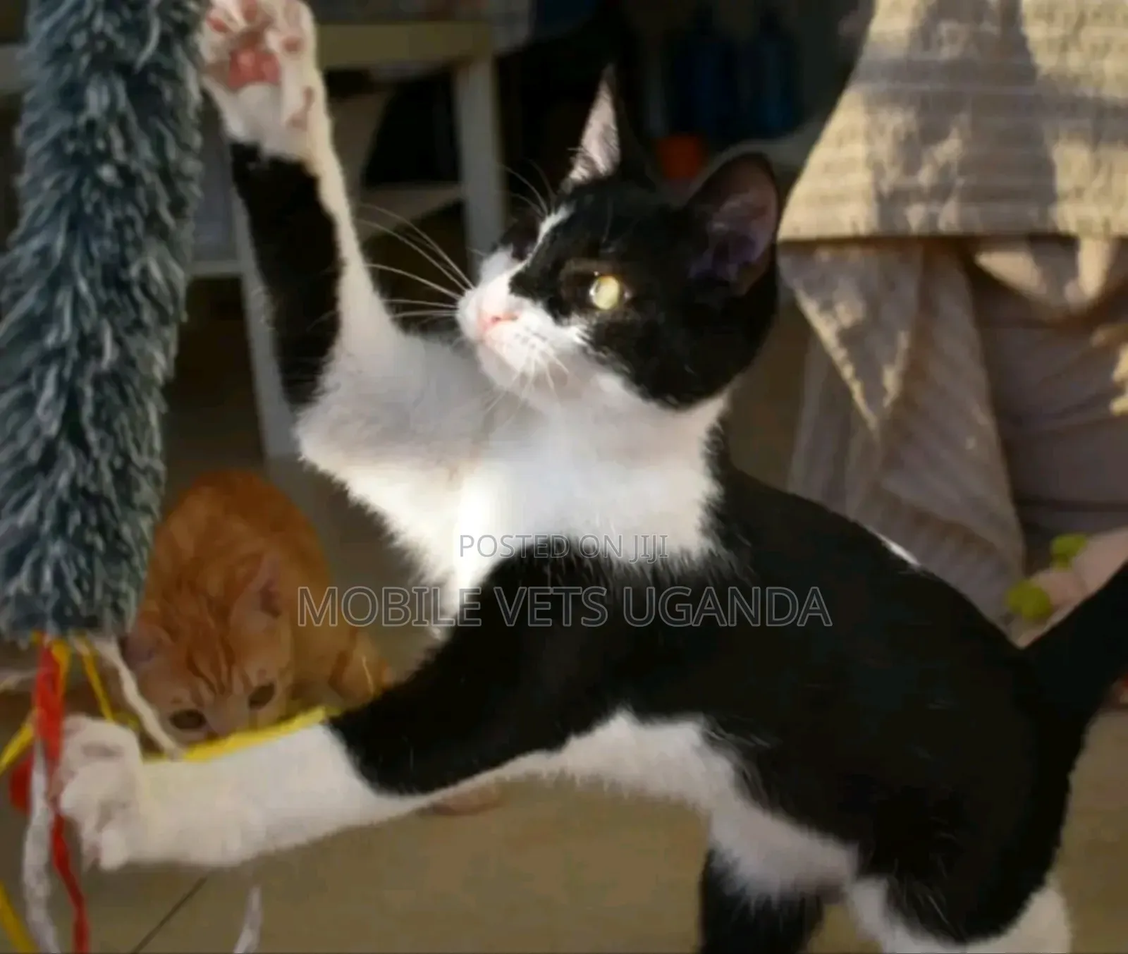 3-6 months Female Purebred Javanese