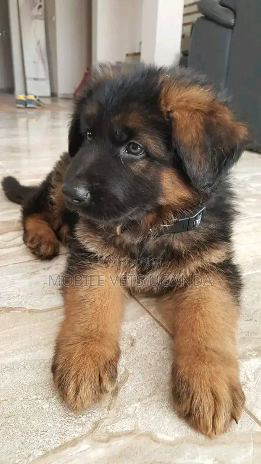 3-6 months Male Purebred German Shepherd